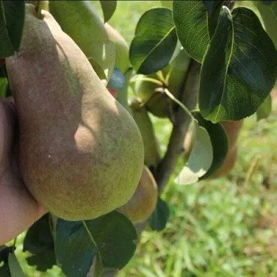 Груша БРЯНСКАЯ КРАСАВИЦА в Калининграде