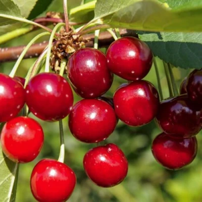 Вишня ЛЮБСКАЯ в Калининграде