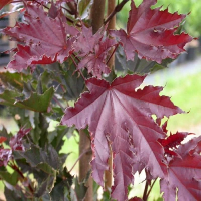 Клен КРИМСОН СЕНТРИ остролистный в Калининграде