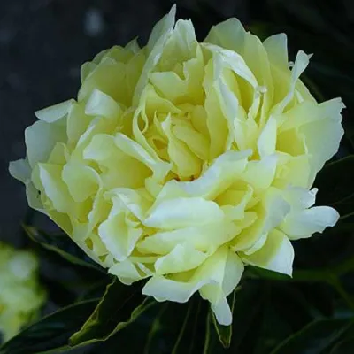 Пион ЗОЛОТАЯ КОЛЕСНИЦА травянистый в Калининграде