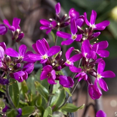 Арабис РОУЗ делайт в Калининграде