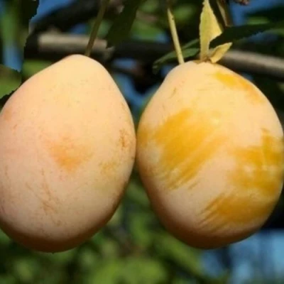 Слива ВАШИНГТОН в Калининграде