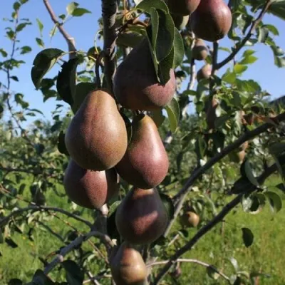 Груша БРЯНСКАЯ КРАСАВИЦА в Калининграде