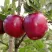 Яблоня РЕД ПРИНЦ в Калининграде