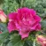 Роза БРЕРА флорибунда в Калининграде