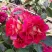 Роза БРЕРА флорибунда в Калининграде