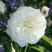 Роза АЛАБАСТЕР флорибунда в Калининграде