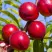 Нектарин КРЫМЧАНИН в Калининграде