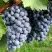 Виноград ВЭЛИАНТ в Калининграде