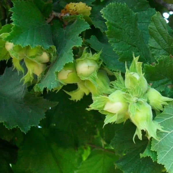 Саженцы фундука