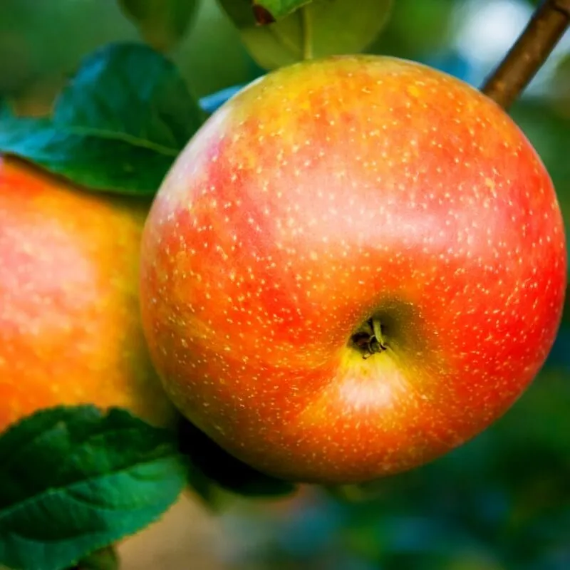 яблони домашние