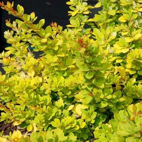 Барбарис СЕНСЕЙШЕН тунберга  Барбарис СЕНСЕЙШЕН тунберга в Калининграде