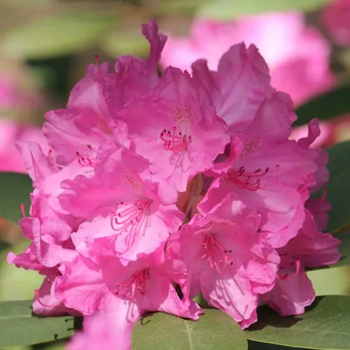 Рододендрон ЛУМИНА  Рододендрон ЛУМИНА в Калининграде