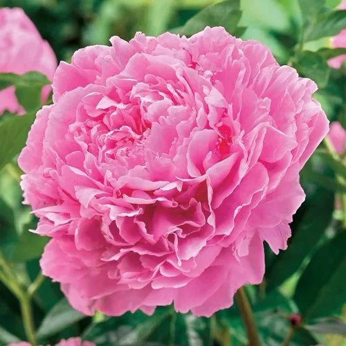 Пион МИСС ЭКХАРТ травянистый  Пион МИСС ЭКХАРТ травянистый в Калининграде