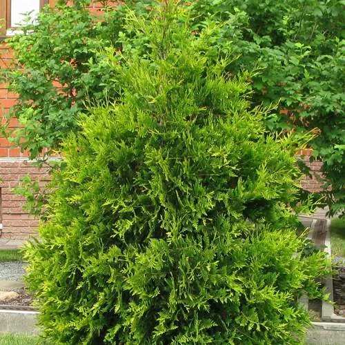 Туя АНЯ (АНИЕ) западная в Калининграде