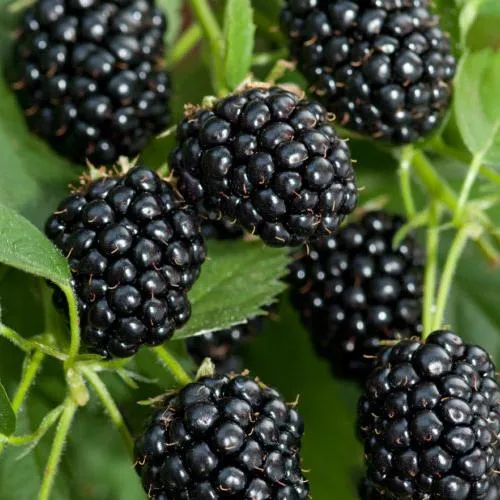 Ежевика АГАВАМ в Калининграде