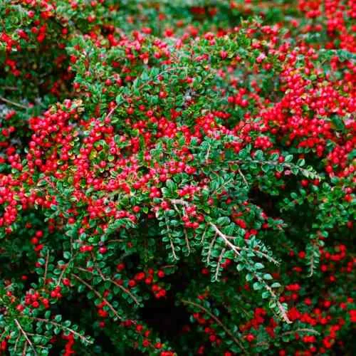 Кизильник горизонтальный  Кизильник горизонтальный в Калининграде