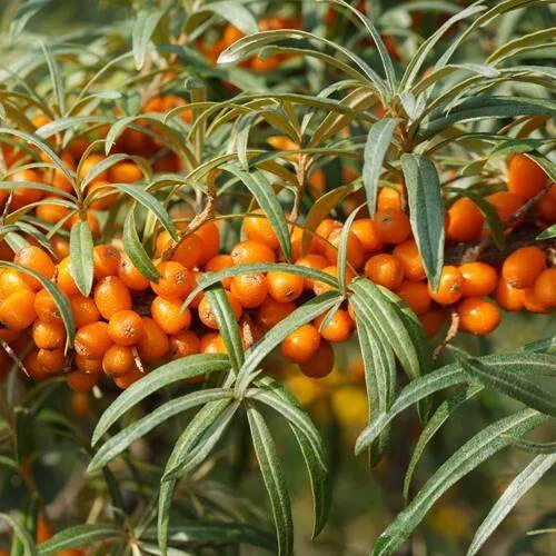 Облепиха РОСИНКА  Облепиха РОСИНКА в Калининграде