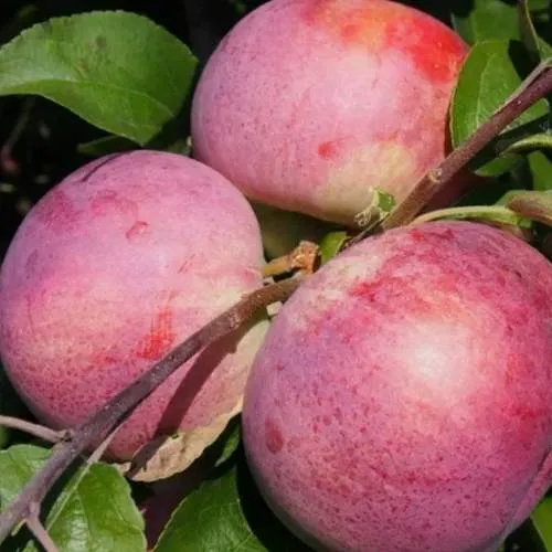 Яблоня БЕЛОРУССКОЕ МАЛИНОВОЕ  Яблоня БЕЛОРУССКОЕ МАЛИНОВОЕ в Калининграде