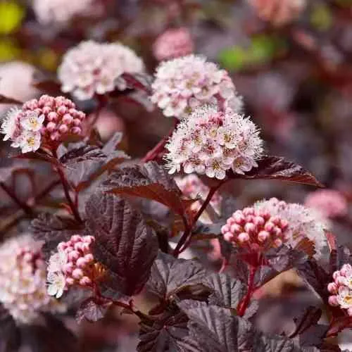 Пузыреплодник АНДРЕ   Пузыреплодник АНДРЕ  в Калининграде