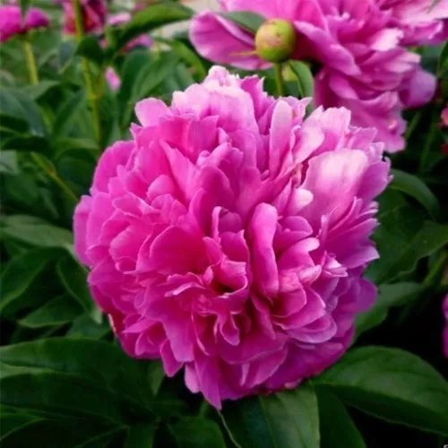 Пион ФЕЛИКС КРАУССЕ травянистый  Пион ФЕЛИКС КРАУССЕ травянистый в Калининграде