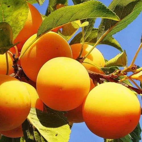 Слива МЕДОВАЯ ЖЕЛТАЯ Слива МЕДОВАЯ ЖЕЛТАЯ