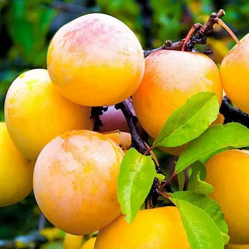 Слива МИНСКАЯ  Слива МИНСКАЯ в Калининграде