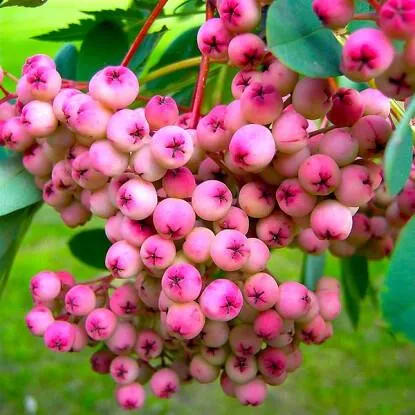 Рябина ПИНК сладкоплодная  Рябина ПИНК сладкоплодная в Калининграде