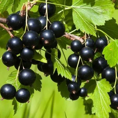 Саженцы смородины оптом в Калининграде