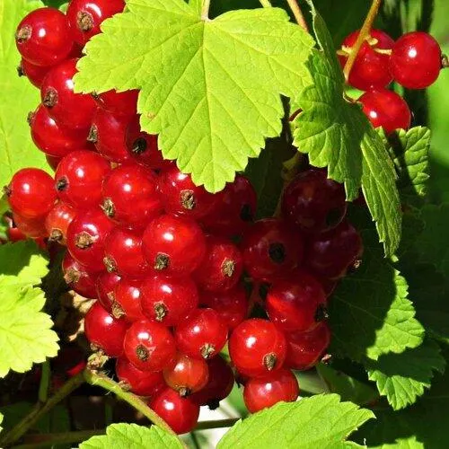 Смородина красная ГАЗЕЛЬ  Смородина красная ГАЗЕЛЬ в Калининграде