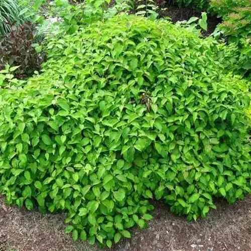 Дерен КЕЛСЕИ шелковистый   Дерен КЕЛСЕИ шелковистый  в Калининграде