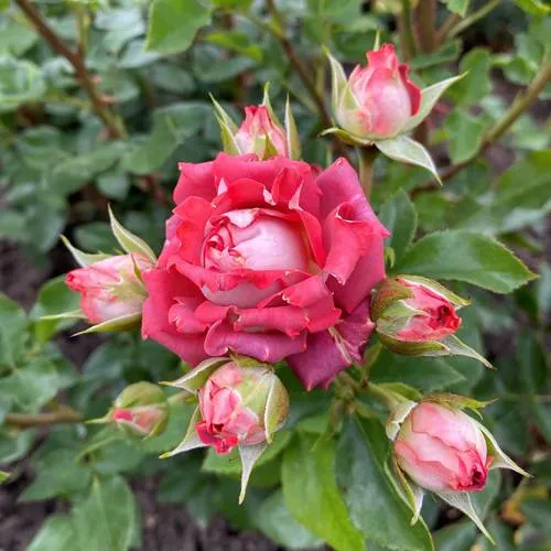 Саженцы роз ТИРАМИСУ спрей  Саженцы роз ТИРАМИСУ спрей в Калининграде