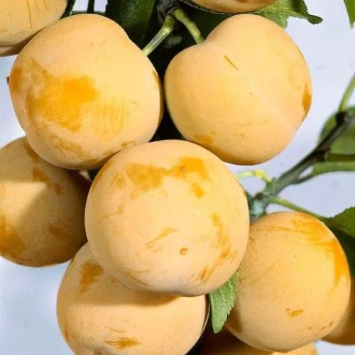 Слива РЕНКЛОД ранний  Слива РЕНКЛОД ранний в Калининграде