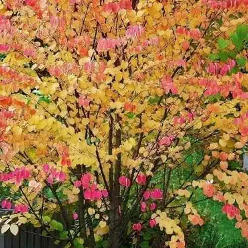 БАГРЯННИК японский  БАГРЯННИК японский в Калининграде