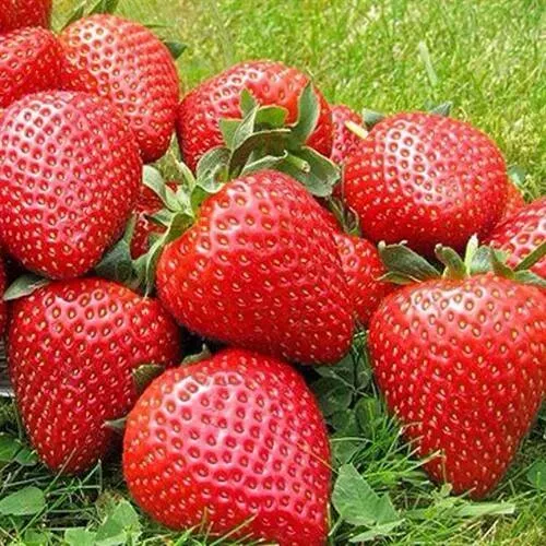 Клубника ЭЛИАНЕ в Калининграде