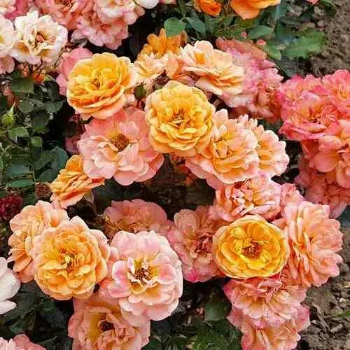 Саженцы роз ЭПРИКОТ КЛЕМЕНТИНА миниатюрная  Саженцы роз ЭПРИКОТ КЛЕМЕНТИНА миниатюрная в Калининграде