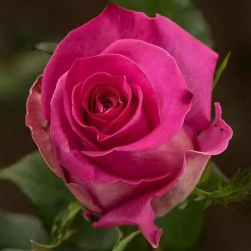 Саженцы роз ТОПАЗ чайно-гибридная  Саженцы роз ТОПАЗ чайно-гибридная в Калининграде