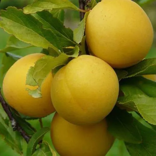 Слива СОЛНЫШКО  Слива СОЛНЫШКО в Калининграде