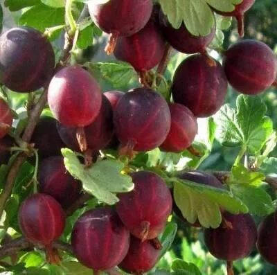 Cаженцы крыжовника оптом в Калининграде