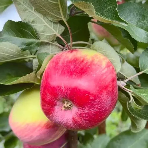 Яблоня АРБАТ колонновидная  Яблоня АРБАТ колонновидная в Калининграде