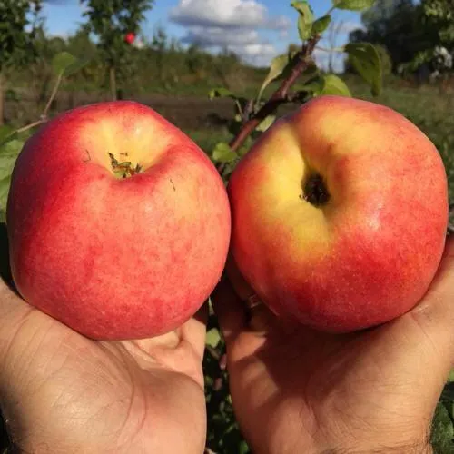 Яблоня КОВРОВОЕ стелющаяся  Яблоня КОВРОВОЕ стелющаяся в Калининграде