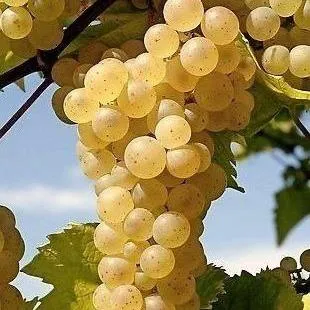 Неукрывные сорта   Неукрывные сорта  в Калининграде