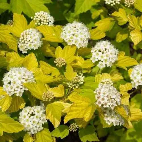 Пузыреплодник ДАРТС ГОЛД  Пузыреплодник ДАРТС ГОЛД в Калининграде