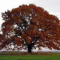 Дуб скальный  Дуб скальный в Калининграде