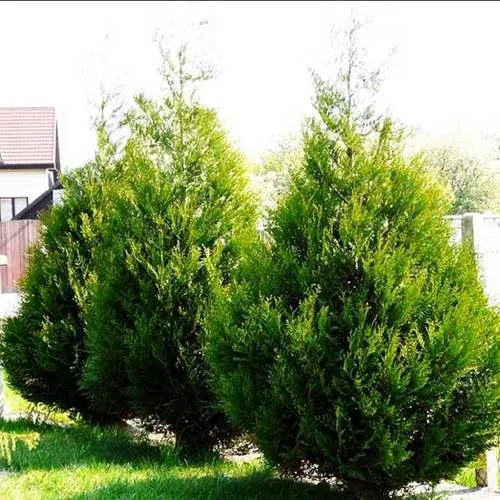 Туя АТРОВИРЕНС складчатая в Калининграде