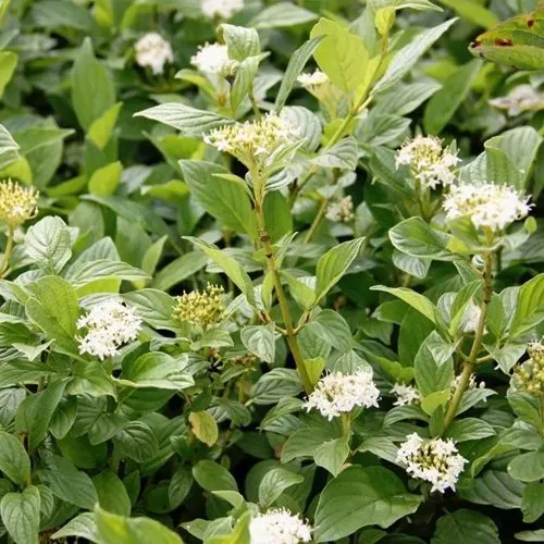 Дерен ФЛАВИРАМЕА отпрысковый   Дерен ФЛАВИРАМЕА отпрысковый  в Калининграде