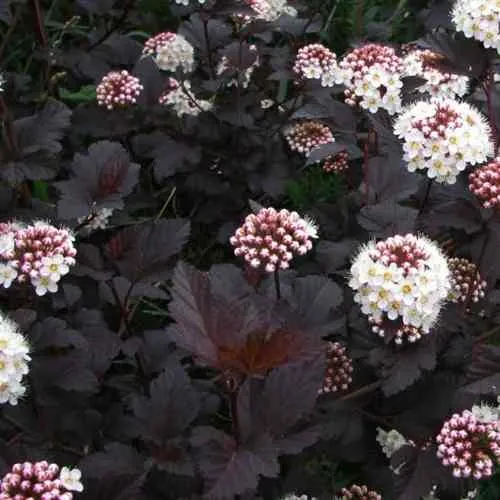 Пузыреплодник ДИАБЛО  Пузыреплодник ДИАБЛО в Калининграде