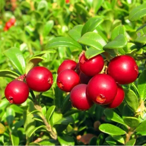 Брусника садовая РЕД ПЕРЛ  Брусника садовая РЕД ПЕРЛ в Калининграде