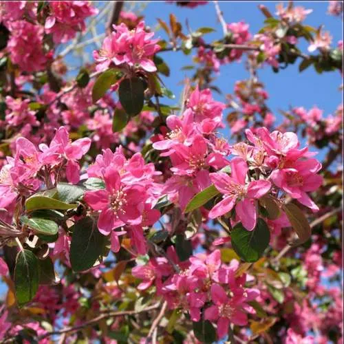 Яблоня ХЕЛЕНА декоративная  Яблоня ХЕЛЕНА декоративная в Калининграде