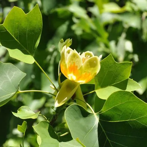 ЛИРИОДЕНДРОН тюльпанный  ЛИРИОДЕНДРОН тюльпанный в Калининграде